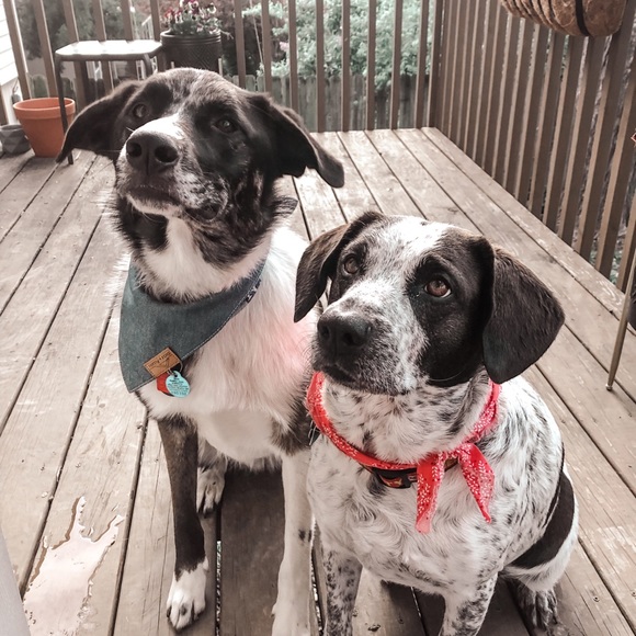 Meet your Posher, Katie - Picture 4 of 4